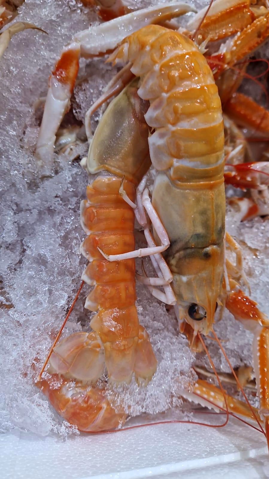 Frische Scampi auf Eis